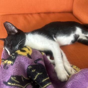 Carl -  Domestic Short Hair Cat for Adoption in Washington, Pennsylvania - Carl | PetCurious