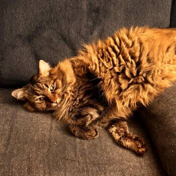 Jasper -  Domestic Long Hair Cat for Adoption in Temecula, California - Jasper | PetCurious