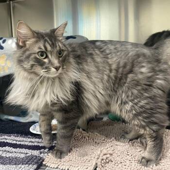 Jeppy -  Domestic Long Hair Cat for Adoption in Charlottesville, Virginia - Jeppy | PetCurious