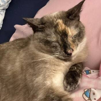Sophie -  Domestic Short Hair Cat for Adoption in Des Moines, Iowa - Sophie | PetCurious