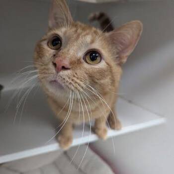 Domestic Short Hair Cats Available for Adoption in Jeffersonville, Indiana - Waldorf | PetCurious