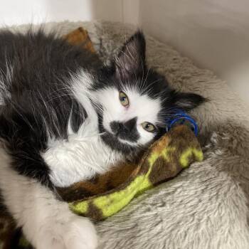 Peptoboonsmall -  Domestic Medium Hair Cat for Adoption in Puslinch, Ontario - Peptoboonsmall | PetCurious