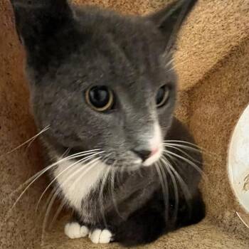 Greysland -  Domestic Short Hair Cat for Adoption in Philadelphia, Pennsylvania - Greysland | PetCurious