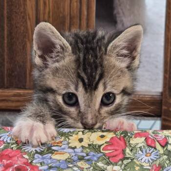 Sage* -  Domestic Short Hair Cat for Adoption in San Gabriel, California - Sage* | PetCurious