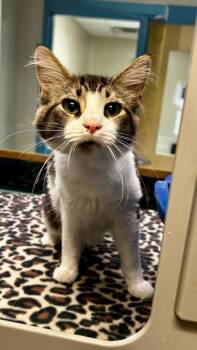 Marshmallow -  Domestic Medium Hair Cat for Adoption in Suffolk, Virginia - Marshmallow | PetCurious