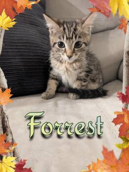 Forrest -  Domestic Short Hair Cat for Adoption - Forrest | PetCurious