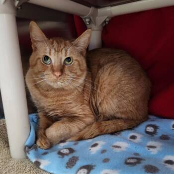 Rascal -  Domestic Short Hair Cat for Adoption in Walker, Michigan - Rascal | PetCurious