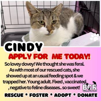 Rescue Domestic Short Hair Cats for Adoption in Bridgeport, Connecticut - Cindy | PetCurious