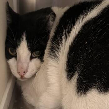 Little Bit -  Domestic Short Hair Cat for Adoption in Reno, Nevada - Little Bit | PetCurious