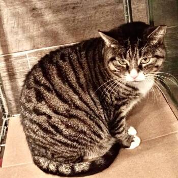 American Shorthair Cats Available for Adoption - Isabella | PetCurious