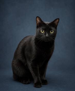 Calvin -  Domestic Short Hair Cat for Adoption in Houston, Texas - Calvin | PetCurious