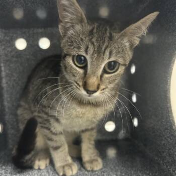 Lilith -  Domestic Short Hair Cat for Adoption in Newark, New Jersey - Lilith | PetCurious