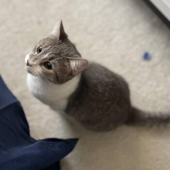 Prosecco -  Domestic Short Hair Cat for Adoption in Chattanooga, Tennessee - Prosecco | PetCurious