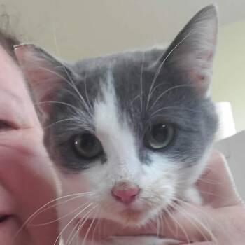 Domestic Short Hair Cats Available for Adoption in Moses Lake, Washington - Michella | PetCurious