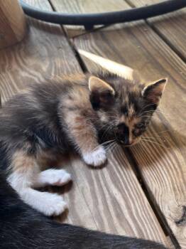 Eartha -  Domestic Short Hair Cat for Adoption in Salisbury, North Carolina - Eartha | PetCurious