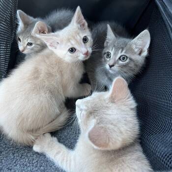 Asteroid -  Domestic Short Hair Cat for Adoption in Fairfax, Virginia - Asteroid | PetCurious