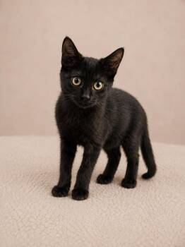 Bellatrix -  Domestic Short Hair Cat for Adoption in Winnsboro, South Carolina - Bellatrix | PetCurious