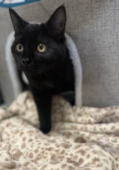 Rescue Domestic Short Hair Cats for Adoption in Seneca, South Carolina - Shadow | PetCurious