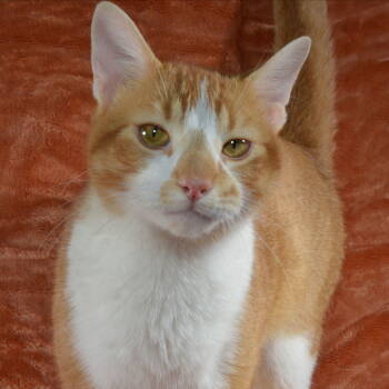 Rescue Domestic Short Hair Cats for Adoption in Traverse City, Michigan - Gus | PetCurious