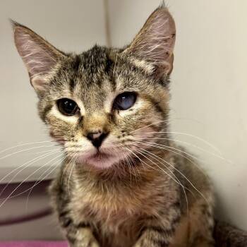 Maura Isles -  Domestic Short Hair Cat for Adoption in Saint Joseph, Missouri - Maura Isles | PetCurious