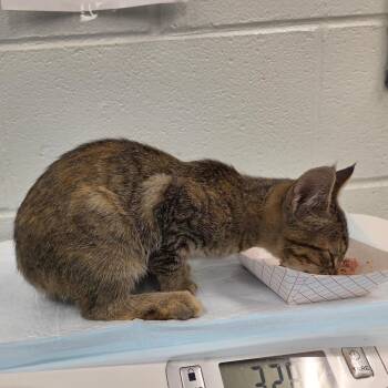 Rin -  Domestic Short Hair Cat for Adoption in Chattanooga, Tennessee - Rin | PetCurious