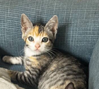 Rescue Calico Cats for Adoption in Aiea, Hawaii - Lace | PetCurious