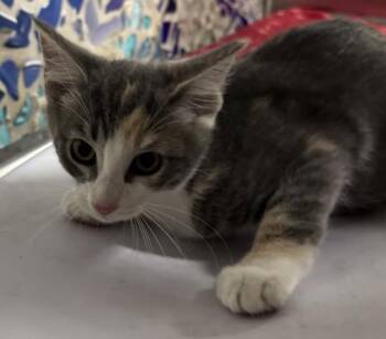 FLORENCE -  Domestic Short Hair Cat for Adoption in Pensacola, Florida - FLORENCE | PetCurious