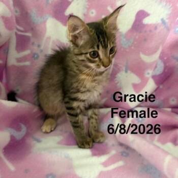 Gracie -  American Shorthair Cat for Adoption in League City, Texas - Gracie | PetCurious