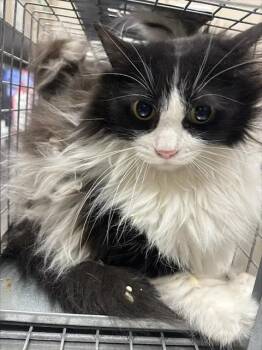 RACOON -  Domestic Long Hair Cat for Adoption in Las Vegas, Nevada - RACOON | PetCurious