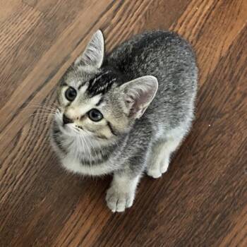 Domestic Short Hair and Abyssinian Cats Available for Adoption in Long Beach, California - Spring | PetCurious