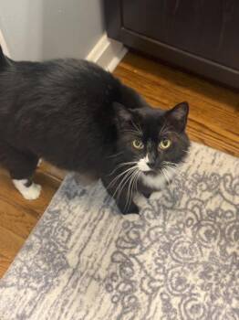 Artie -  Domestic Short Hair Cat Available for Adoption in Athens, Ohio - Artie | PetCurious