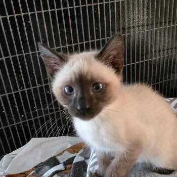Mystical Cat F AZ -  Siamese Cat for Adoption in Las Vegas, Nevada - Mystical Cat F AZ | PetCurious