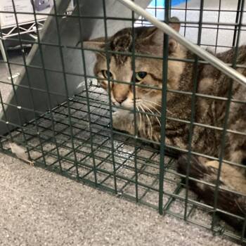 GG -  Domestic Short Hair Cat for Adoption in Montgomery, Alabama - GG | PetCurious