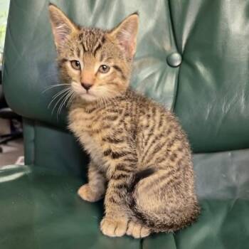 Besthy -  Domestic Short Hair Cat for Adoption in Wadena, Minnesota - Besthy | PetCurious