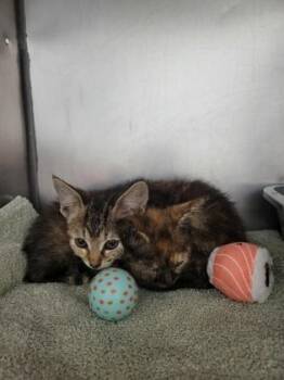 Pig -  Domestic Short Hair Cat for Adoption in Fishers, Indiana - Pig | PetCurious