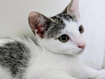 Dottie White -  Domestic Short Hair Cat for Adoption in Chandler, Arizona - Dottie White | PetCurious