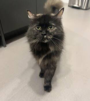 Domestic Long Hair Cats Available for Adoption in Bentonville, Arkansas - Esme | PetCurious
