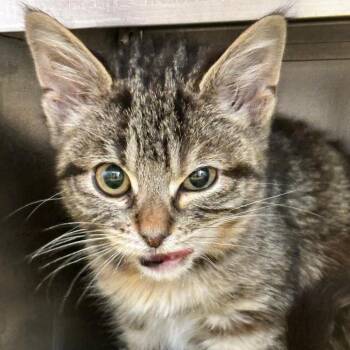 Dragon -  Domestic Short Hair Cat for Adoption in Chicago, Illinois - Dragon | PetCurious