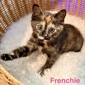 Frenchie -  Domestic Short Hair Cat Available for Adoption in NEW PT RICHEY, Florida - Frenchie | PetCurious