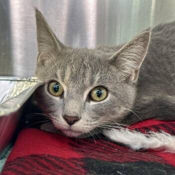 Flannel -  Domestic Short Hair Cat for Adoption in Matteson, Illinois - Flannel | PetCurious