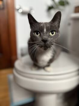 Rescue Domestic Short Hair Cats for Adoption in Chicago, Illinois - Ashley | PetCurious