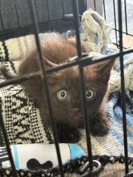 Domestic Short Hair Cats Available for Adoption in Fort Walton Beach, Florida - MARK SLOAN | PetCurious