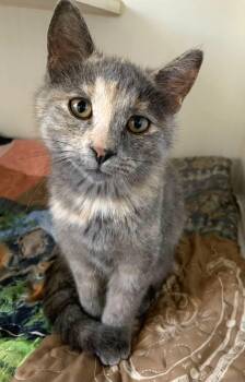 AUTUMN -  Dilute Tortoiseshell Cat for Adoption in High Level, Alberta - AUTUMN | PetCurious