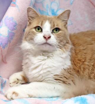 Nova -  Domestic Medium Hair and Maine Coon Cat for Adoption in Tierra Verde, Florida - Nova | PetCurious