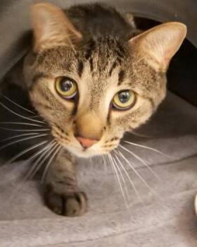 Deep Eddy -  Domestic Short Hair Cat for Adoption in Fishers, Indiana - Deep Eddy | PetCurious