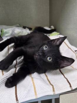 Orange Gummy Bear -  Domestic Short Hair Cat for Adoption in Westland, Michigan - Orange Gummy Bear | PetCurious