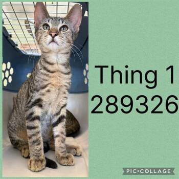 THING 1 -  Domestic Short Hair Cat for Adoption in Macon, Georgia - THING 1 | PetCurious