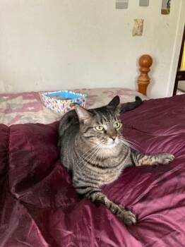 AFF Furever Fosters Milo, Ms Kitty, Copper & Franklin -  American Shorthair Cat Available for Adoption - AFF Furever Fosters Milo, Ms Kitty, Copper & Franklin | PetCurious