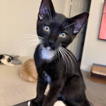 Boots Fischer -  Domestic Short Hair Cat for Adoption in Las Vegas, Nevada - Boots Fischer | PetCurious