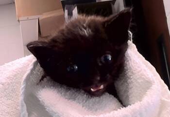 Jolene -  Domestic Short Hair Cat for Adoption in Nashville, Tennessee - Jolene | PetCurious
